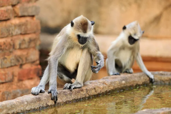 Maymun Ailesi Anne Yavrusu Duvarda Koşuyor Sri Lanka Nın Vahşi — Stok fotoğraf