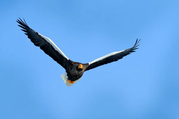Blauwe Lucht Adelaarsvlucht Steller Zeearend Vliegen Haliaeetus Pelagicus Vogel Met — Stockfoto