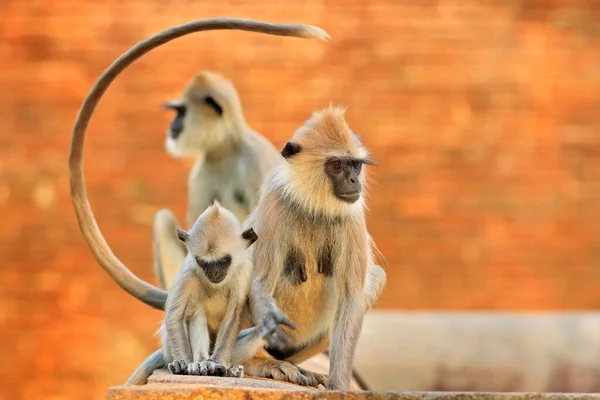 Famiglia Delle Scimmie Madre Giovane Che Corrono Sul Muro Fauna — Foto Stock