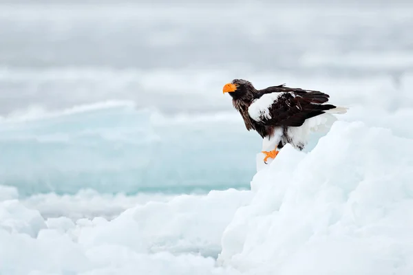 Snöiga Kamtjatka Vinter Ryssland Stellers Havsörn Haliaeetus Pelagicus Fågel Med — Stockfoto