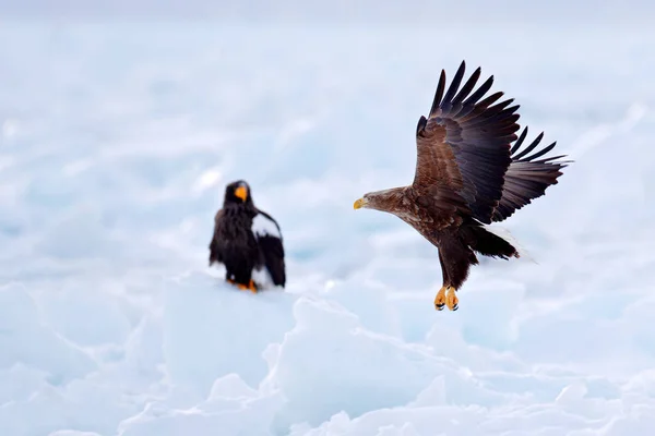 白尾ワシ ハリアエトゥス アルビキラ 濃い青空に獲物の大きな鳥 白い尾 空からの行動野生動物のシーン 空に獲物の大きな鳥 — ストック写真