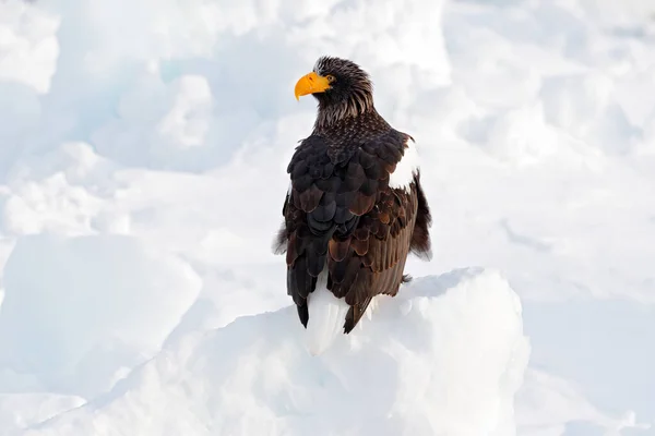 Wintersonnenaufgang Mit Adler Steller Seeadler Haliaeetus Pelagicus Morgensonnenaufgang Hokkaido Japan — Stockfoto