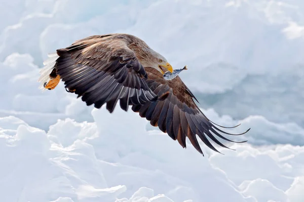 Adler Fliegen Mit Fischen Flug Des Seeadlers Haliaeetus Albicilla Hokkaido — Stockfoto