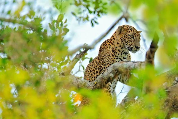 스리랑카의 Panthera Pardus Kotiya 스리랑카 공원의 서식지에 점박이 고양이 숨겨진 — 스톡 사진