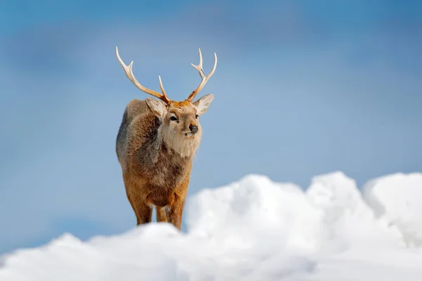 Hokkaido Sika Ελάφι Cervus Nippon Yesoensis Στο Χιονισμένο Λιβάδι Χειμωνιάτικα — Φωτογραφία Αρχείου