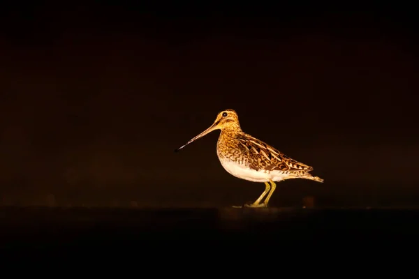 Snipe Oiseau Portrait Nuit Brdy République Tchèque Oiseau Échassier Aux — Photo