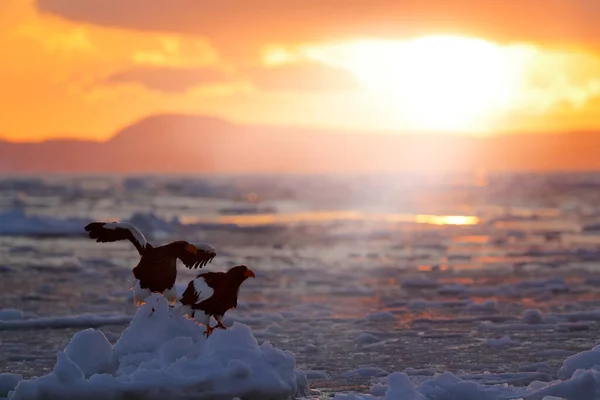 Winter Sunrise Eagle Steller Sea Eagle Haliaeetus Pelagicus Morning Sunrise — Stock Photo, Image