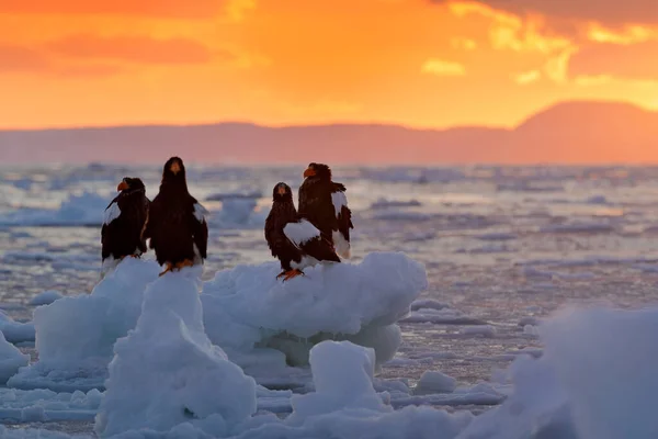 Vintersoluppgång Med Örn Stellers Havsörn Haliaeetus Pelagicus Morgonsoluppgång Hokkaido Japan — Stockfoto