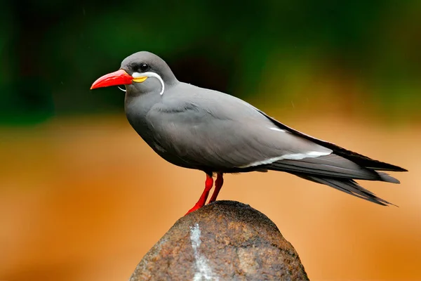 インカ ターン ラロステルナ インカ 木の枝に鳥 ペルーの海岸からのテルンの肖像 自然の海の森の生息地で鳥 自然からの野生動物のシーン ペルーの赤い札のついた黒い鳥 — ストック写真