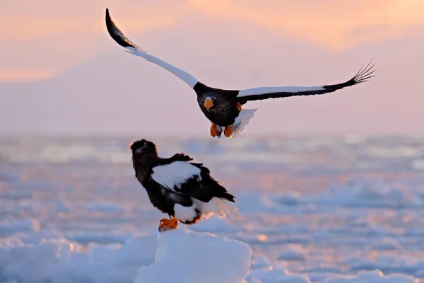 带着鹰的冬日日出Steller的海鹰 Haliaeetus Pelagicus 北海道 鹰在冰上漂浮在海里 野生动物行为场景 背景上美丽的粉红云彩 — 图库照片