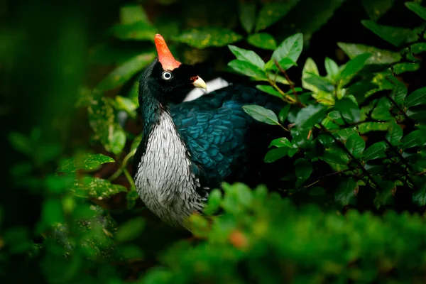 Horned Guan Oreophasis Derbianus Rare Bird Mexico Guatemala Big Black — Stock Photo, Image