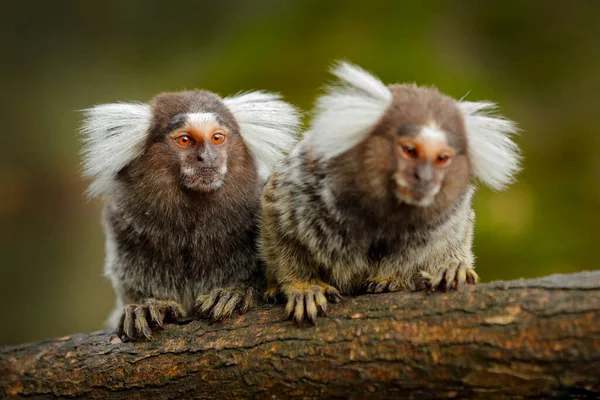 綿トップタマリン カウカ コロンビア 小さな猿は緑の熱帯林に隠された 南米のジャングルの動物 — ストック写真
