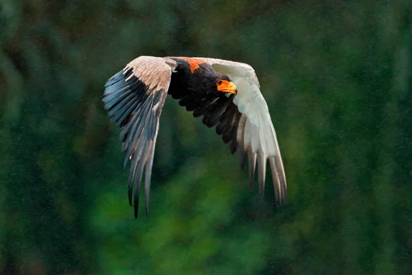 Šedý Korunovaný Jeřáb Letu Balearica Regulorum Tmavým Pozadím Ptačí Hlava — Stock fotografie