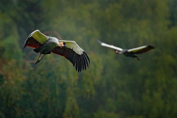 Grijze Gekroonde Kraan Vlucht Balearica Regulorum Met Donkere Achtergrond Vogelkop — Stockfoto