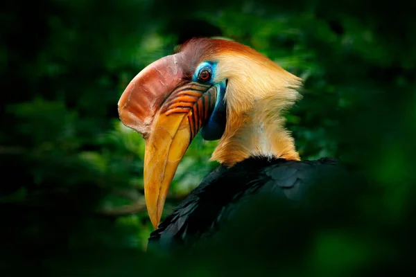 森林の生息地にあるRhyticeros CassidxのKnobed Hornbill Rhyticeros Cassidx インドネシアのスラウェシ島から緑の詳細な肖像画 美しいジャングルの角 アジアの自然からの野生動物のシーン インドネシア旅行 — ストック写真