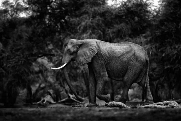 自然の中で黒と白のアートビュー アフリカのジンバブエのマナプールNpの象 古い森の中の大きな動物 自然の中で魔法の野生動物のシーン 美しい生息地のアフリカゾウ — ストック写真