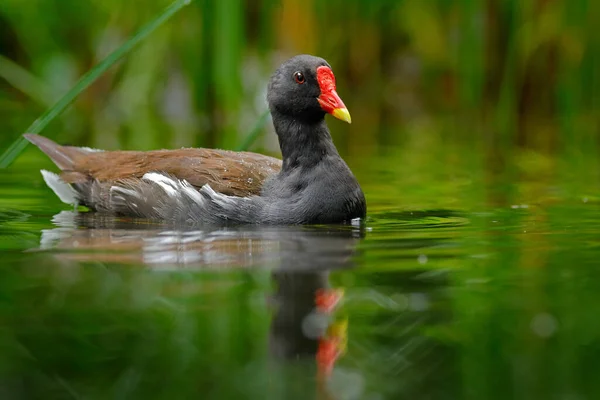 普通的Moorhen Porphyrio Martinicus 在湖水里 绿色的植被 黄红相间的褐色水鸟 捷克共和国 大自然的野生动物场景 — 图库照片