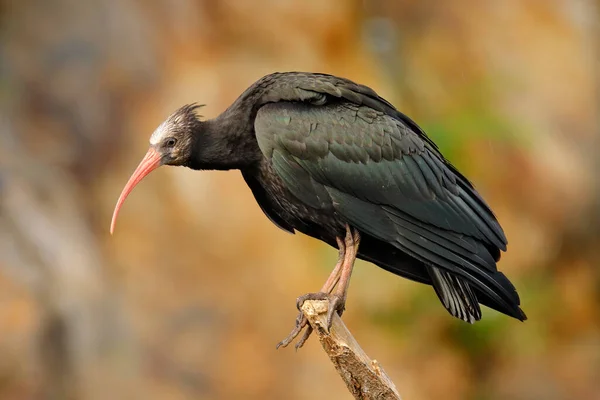 Skallig Ibis Geronticus Eremita Exotisk Fågel Naturmiljön Kvällssol Solnedgången Marocco — Stockfoto
