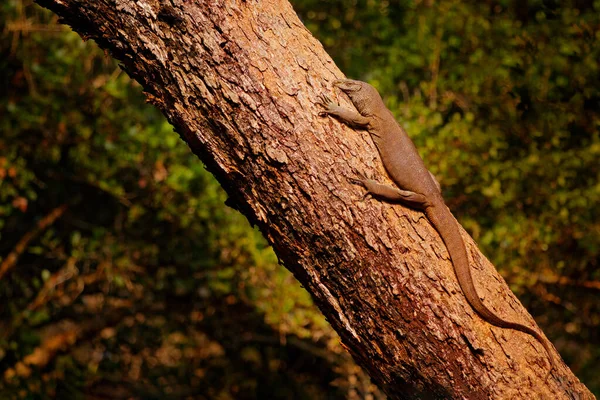 Sri Lanka Land Monitor Lizard Tronco Árvore Floresta Cena Vida — Fotografia de Stock