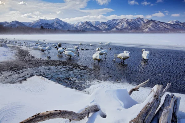 Lago Nieve Con Hielo Japón Cisnes Whooper Cygnus Cygnus Aves — Foto de Stock