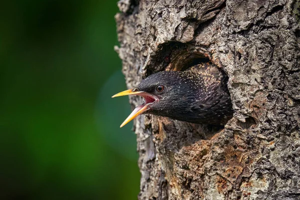 Primavera Starling Nidificação Buraco Ninho Árvore European Starling Sturnus Vulgaris — Fotografia de Stock