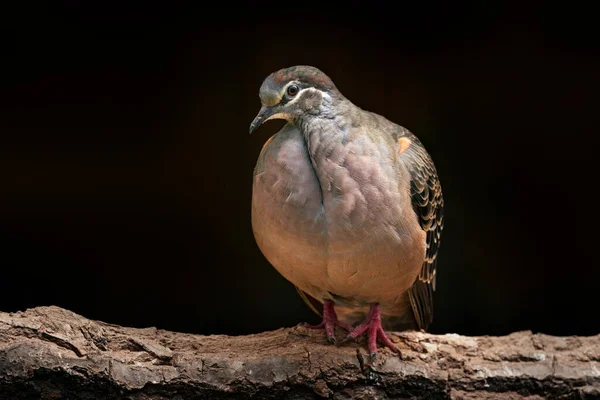 Bronzewing Comune Phaps Chalcoptera Uccello Australiano Piccione Seduto Ramo Dell — Foto Stock