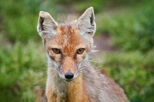 Corsac Fox Vulpes Corsac Horském Prostředí Přírodního Kamene Nachází Stepích — Stock fotografie