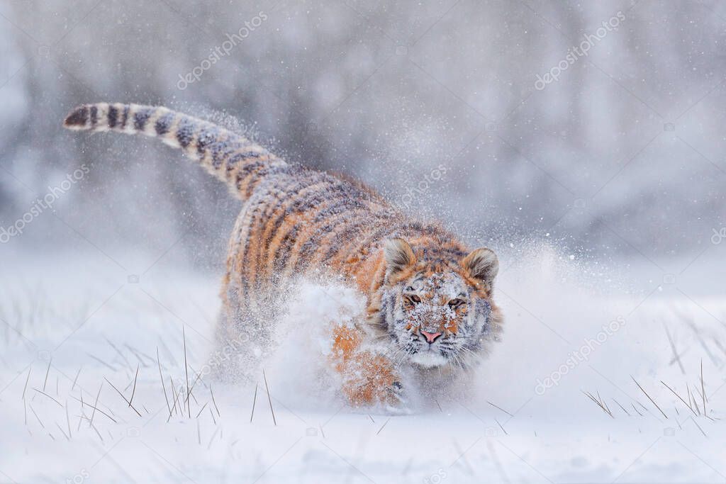 Tiger in wild winter nature, running in the snow. Siberian tiger, Panthera tigris altaica. Snowflakes with wild cat. Action wildlife scene with dangerous animal. Cold winter in taiga, Russia. 