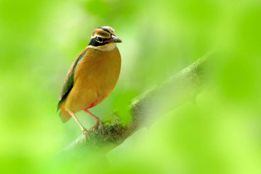 Hint pittası, Pitta brachyura, güzel doğa habitatı, Yala Ulusal Parkı, Sri Lanka. Yeşil bitki örtüsünde nadir bulunan bir kuş. Asya 'dan bir hayvan. Sonny günü, yeşil bitki örtüsünde Hint pittası.