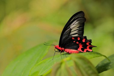 Kırmızı kelebek. Antrophaneura semperi, doğal yeşil orman habitatı, Malezya, Hindistan. Tropikal ormanda böcek. Kelebek yeşil izinde oturuyor..