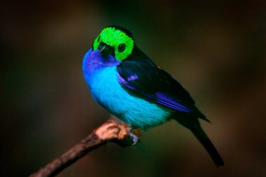Doğa habitatında çok renkli tanjant. Paradise Tanager, Tangara Chilensis, mavi boğazlı ve açık yeşil yüzlü kuş, Brezilya 'da vahşi yaşam. Karanlık tropik ormanlarda, dalda duran tanjant..