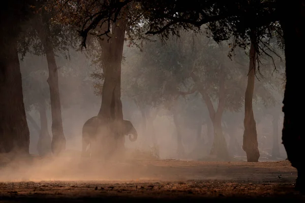 Prachová Bouře Slon Mana Pools Zimbabwe Africe Velké Zvíře Starém — Stock fotografie