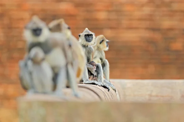 Familia Monos Madre Joven Corriendo Pared Vida Silvestre Sri Lanka —  Fotos de Stock