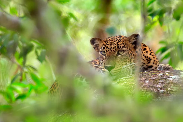 Lampart Zielonej Roślinności Ukryty Lampart Sri Lanki Panthera Pardus Kotiya — Zdjęcie stockowe