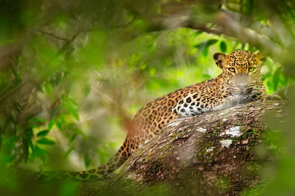 Leopardo Nella Vegetazione Verde Leopardo Dello Sri Lanka Nascosto Panthera — Foto Stock