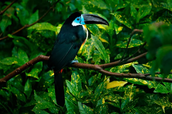 Csatorna Számlázott Toucan Ramphastos Vitellinus Ágon Trópusi Zöld Dzsungelben Brazíliában — Stock Fotó