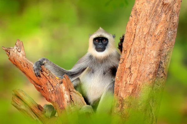 Common Langur Semnopithecus Entellus 스리랑카 서식지 에서의 원숭이의 초상화 먹이를 — 스톡 사진