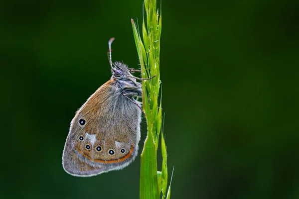 Coenonympha Gliserion Chestnut Heathwild Yeşil Yaprakların Üzerinde Oturan Güzel Kelebek — Stok fotoğraf