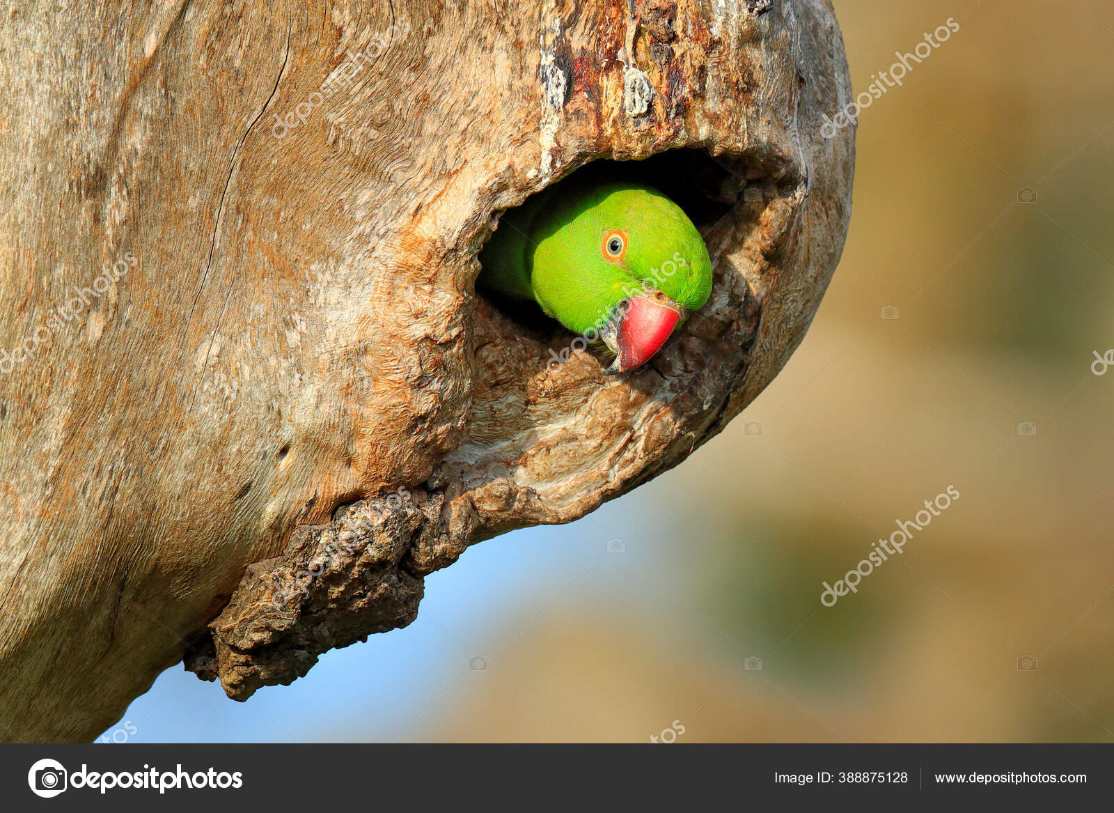 Stock photo of Rose Ringed Parakeet looking out of nest hole. Keoladeo NP  India…. Available for sale on www.naturepl.com