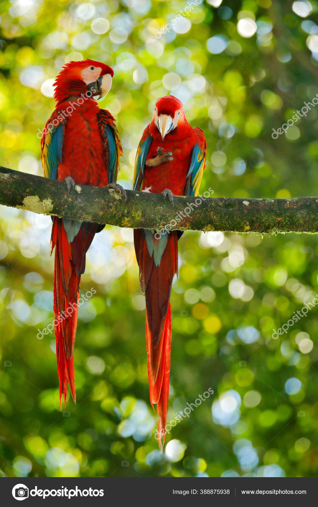 Red Parrot Pair Love Dark Green Vegetation Scarlet Macaw Ara
