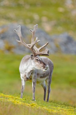 Norveç 'ten vahşi bir hayvan. Ren geyiği, Rangifer tarandus, yeşil çimlerde ve mavi gökyüzünde kocaman boynuzları olan, Svalbard, Norveç. Kuzey Avrupa 'dan vahşi yaşam sahnesi.
