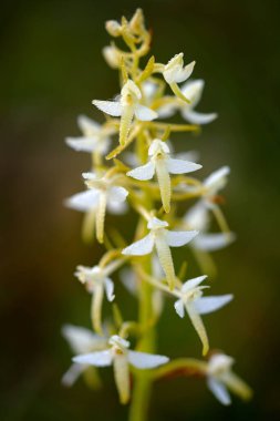 Küçük Kelebek-orkidesi, Platanthera bifolisi, çiçek açan Avrupa karasal orkidesi, doğa habitatı, yeşil açık arkaplan ile çiçek detayı, Çek.