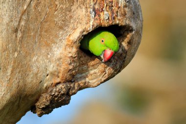 Parrot in nest hole. Rose-ringed Parakeet, Psittacula krameri, in nature green forest habitat, Sri Lanka. Green parrot on the tree. Nesting in nature, bird behaviour. Nest, Parakeet  peeping out. clipart