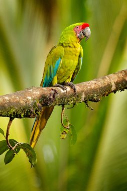 Ara ambigua, green parrot Great-Green Macaw on tree. Wild rare bird in the nature habitat, sitting on the branch in Costa Rica. Wildlife scene in tropic forest. Dark forest with macaw parrot. clipart
