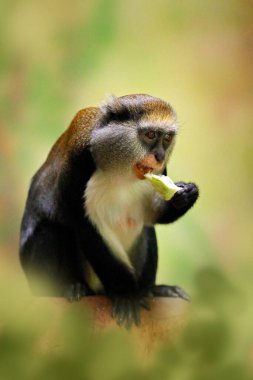 Campbell 'ın Mona maymunu ya da Campbell' ın guenon maymunu Cercopithecus kampbelli, doğal ortamında. Fildişi Sahili, Gambiya, Gana 'dan primat.