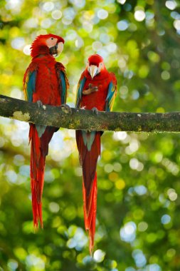 Kırmızı papağan çifti koyu yeşil bitki örtüsünde sevişir. Scarlet Macaw, Ara macao, Brezilya 'nın tropik ormanlarında. Doğadan vahşi yaşam sahnesi. Yeşil orman ortamında iki papağan çifti..