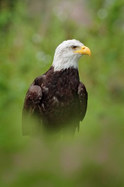 Kel Kartal, Haliaeetus leucocephalus, beyaz başlı ve sarı gagalı kahverengi yırtıcı kuşun portresi, Amerika Birleşik Devletleri 'nin özgürlüğünün sembolü. Güzel ayrıntılı portre.