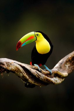 Yılan gagalı Toucan, Ramphastos sülfuratus, Kosta Rika 'daki ormanın dalında duran büyük gagalı kuş. Orta Amerika 'da doğa yolculuğu. Doğada güzel bir kuş.