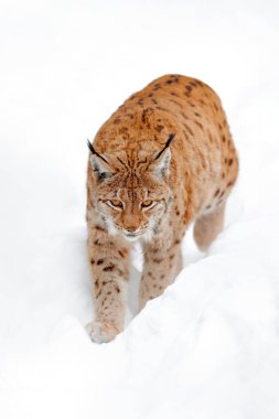 Luchs yürüyor, ormanda karlı vahşi bir kedi. Kış doğasından vahşi yaşam sahnesi. Doğal ortamında sevimli, büyük bir kedi, soğuk. Güzel vahşi vaşak hayvanlı karlı orman, Almanya. 
