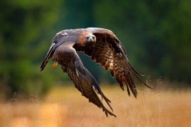 Altın kartal çiçek açan çayırın üzerinde uçuyor. Kanatları açık büyük bir yırtıcı kuş.